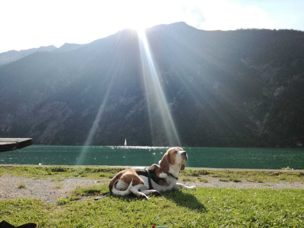 Hund Canela liegt auf einer Wiese und Sonnenstrahl scheint genau auf ihren Kopf