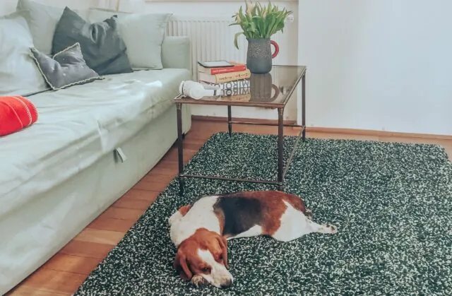 IMG_0647 Blogbeitragsbild zu Gemütlichkeit mit Hund Canela auf dem Teppich liegend